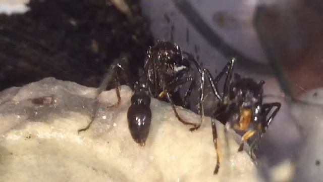 Paraponera wieder mal am Zuckerwasser смотреть онлайн