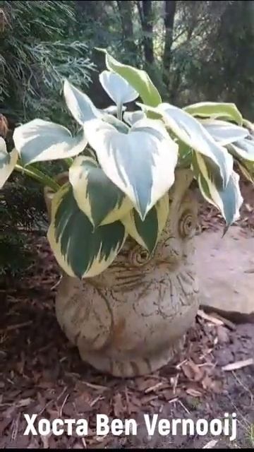 Хоста Бен Вернуй (Ben Vernooij) смотреть онлайн