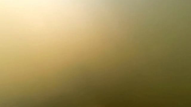 Shortnose, Spotted and Longnose Gars Feasting on Gizzard Shad смотреть онлайн