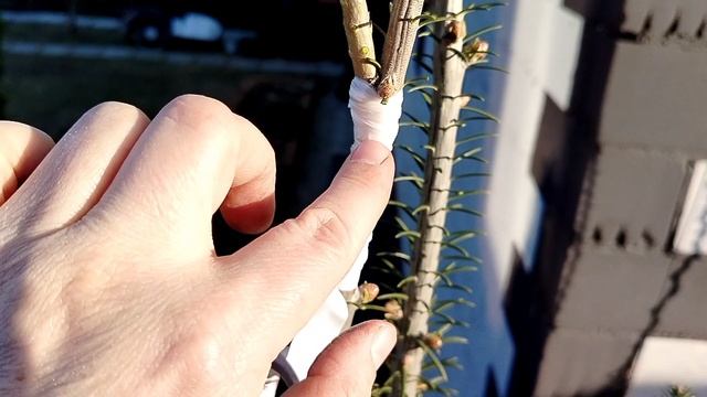 Прививка пихты 'Блю Клоэк' (Abies concolor Blue Cloack) на бальзамическую (Abies balsamea) 23.03.25 смотреть онлайн