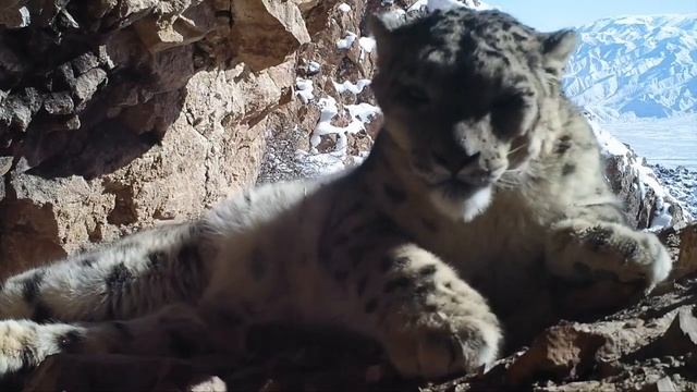 "Snow Leopard Sleeping" rare footage spotted in NW China for the first time смотреть онлайн