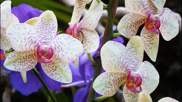 El mundo de las orquídeas смотреть онлайн
