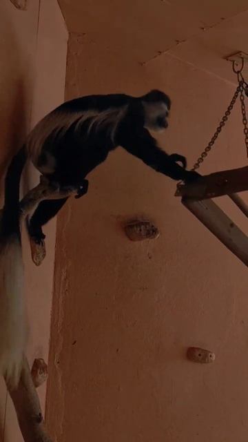 Веселая прыгающая обезъянка смотреть онлайн