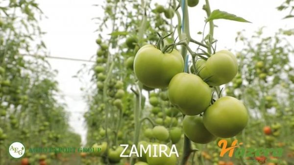 Zamira F1 Hazera  Сирдарё / AGRO EXPORT GROUP