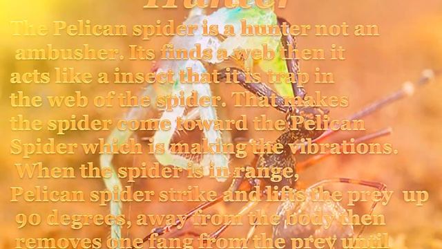 Pelican spider смотреть онлайн