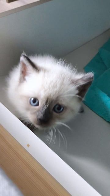 котята пятая неделя смотреть онлайн