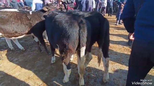 🇹🇯 МОЛБОЗОРИ ХУЧАНД 🤝