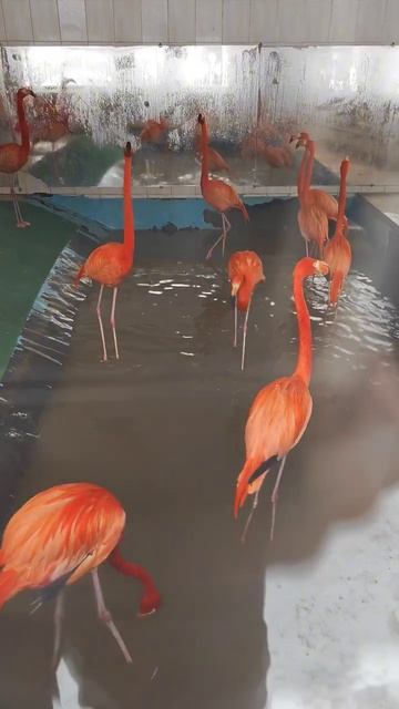 Розовые #фламинго зимуют в зоопарке смотреть онлайн