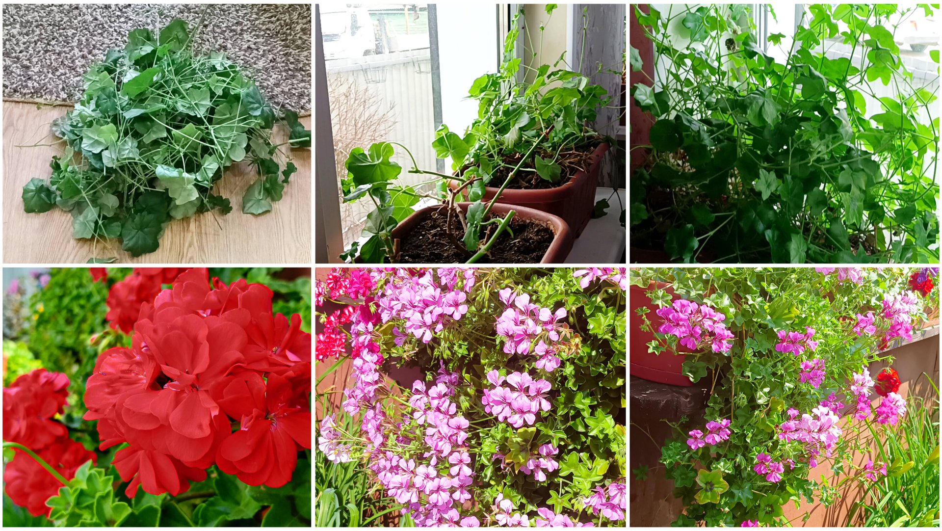 Плющелистные пеларгонии в середине марта. Делаю обрезку. смотреть онлайн