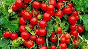 Балконное чудо, помидоры круглый год у Вас на подоконнике