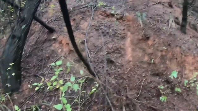 REMOVING GIANT HORNETS NEST,MASSIVE ASIAN WASP NEST,VESPA MANDARINIA REMOVAL,MURDER HORNET STING смотреть онлайн