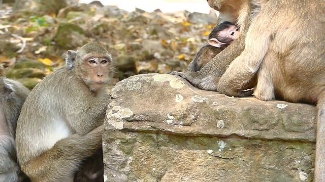 Screaming Mia Baby Monkey Got Dee Dee Drag | Maria Caring Baby | Baby Monkeys Post смотреть онлайн