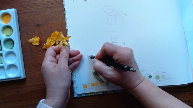 Botanical Diary - Nasturtium Sketching смотреть онлайн