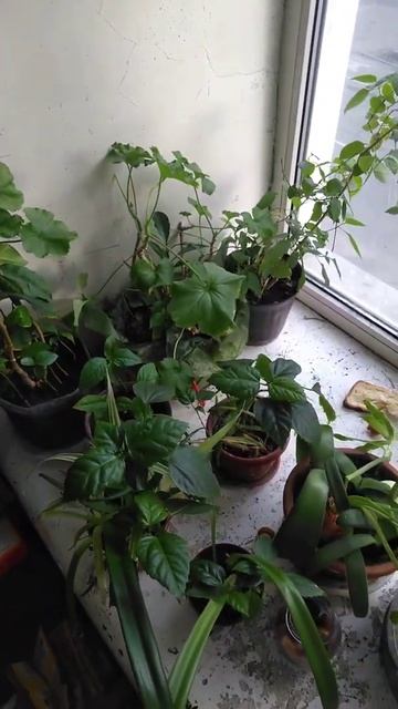 #shorts #огород просится на #балкон. #Киев.#Снежинки с утра пролетали огромные. Холодно ещё. Рано смотреть онлайн