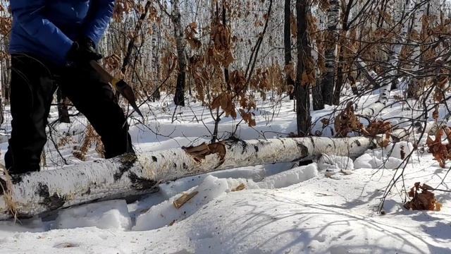 Соболь топорсиб на прогулке😄 смотреть онлайн