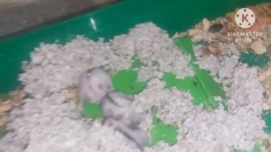 Рождение джунгарских хомячков