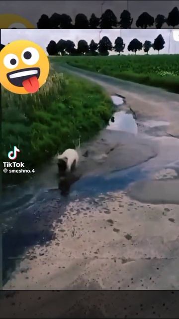 смешное смотреть онлайн