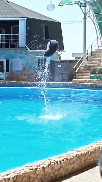 Полёт дельфина смотреть онлайн