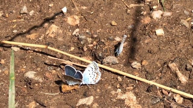 ヒメシジミPlebejus argus (Silver-studded blue) 2023/06/29 Beden altitude 1000m Bulgaria смотреть онлайн