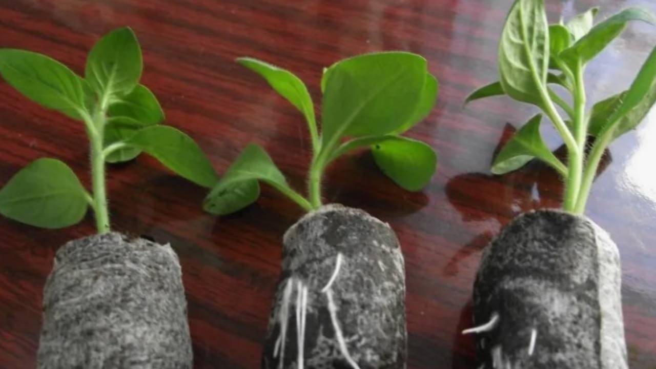 Жалею, что так раньше не делала с петунией,  сэкономила бы кучу денег