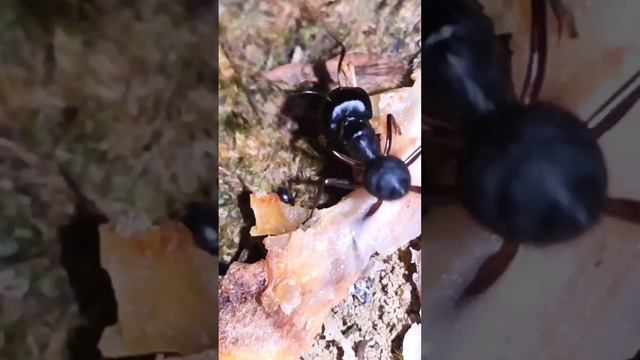 Phorid FLIES attack Godzilla ANTS смотреть онлайн