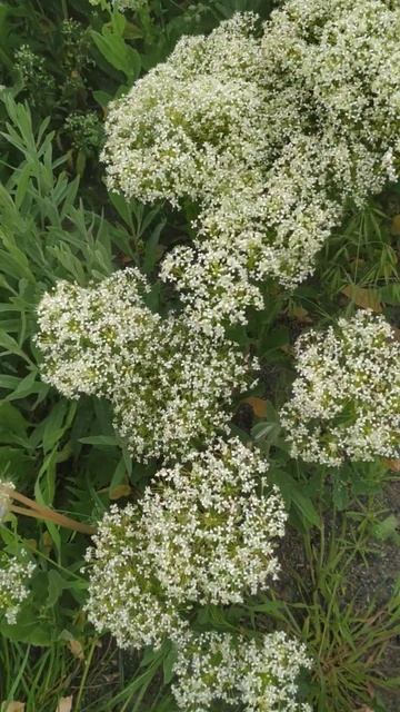 Дикая природа тысячелистник лекарственное и медоносное растение сезон сбора на юге Украины