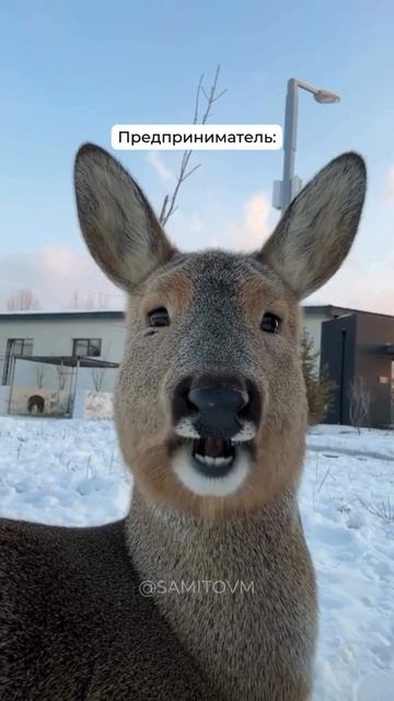 Когда бухгалтер объясняет предпринимателю как нельзя делать смотреть онлайн