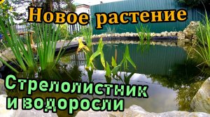 Растение стрелолистник \ Новые водоросли \ Планы садовой дорожки на пруду (август 2018)