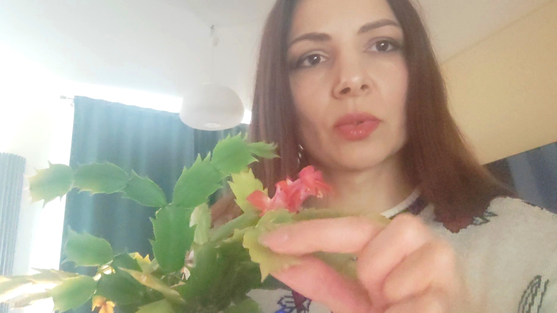 Что делать с декабристом после цветения?