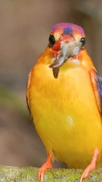 Oriental Dwarf kingfisher, #ecosystem #bird #naturedocumentary смотреть онлайн