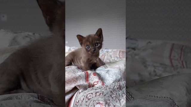 Мальчик бурмы в окрасе соболь 1 мес смотреть онлайн