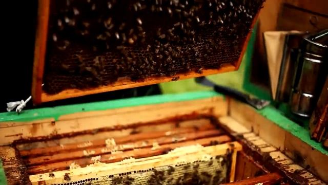 Пасіка як особливе господарство - Яна Бей (сюжет до програми РОЖЕВІ ОКУЛЯРИ) смотреть онлайн