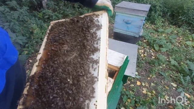 Подготовка пчел к зиме в сентябре. Семья 2. смотреть онлайн
