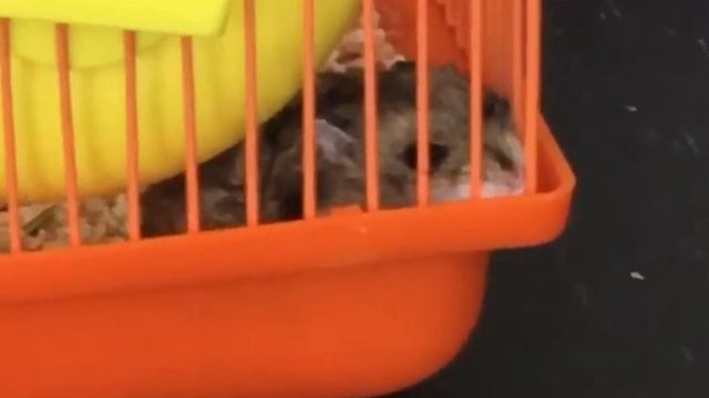 Хомяк Энни! #первоевидео смотреть онлайн