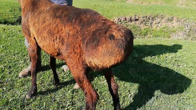 Сатылды - Каштан узун гиссар кочкор | Гиссары кочкор Кыргызстан Өзгөн 0773929389 смотреть онлайн