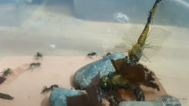 Odontoponera Tranversa (tooth ant) Hunting Barn смотреть онлайн