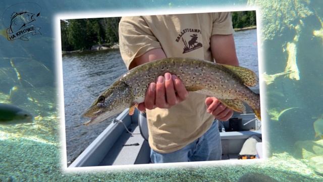 Что за чёрные пятна на рыбе?🤔 Опасны ли они для человека? #рыбалка #fishing смотреть онлайн