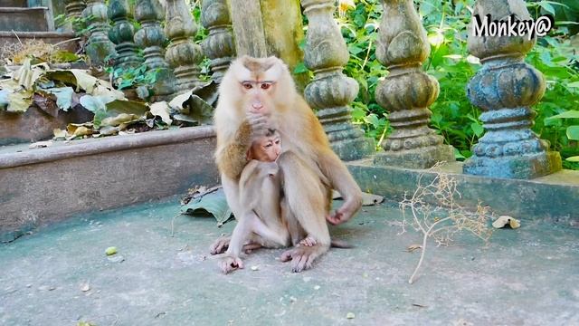 OMG..! (Baby SACKY) Why did SASHA monkey do this to her baby? смотреть онлайн