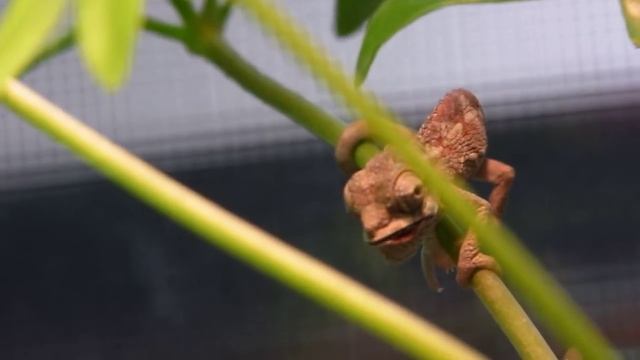 Trioceros hoehnelii, Helmchamäleon смотреть онлайн