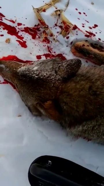 Нужно ли жалеть волков?