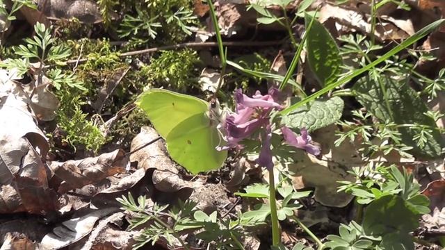 Gonepteryx rhamni butinant Corydalis sp. смотреть онлайн