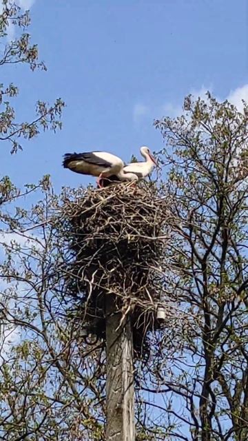 ЛЕЛЕКИ - НАШ СИМВОЛ / storks are our symbol смотреть онлайн
