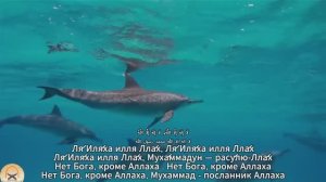 Зикр: Ля́ Иля́ха илля Лла́х,Ля́ Иля́ха илля Лла́х, Ля́ Иля́ха илля Лла́х Муха́ммадун — расу́лю-Лла́х