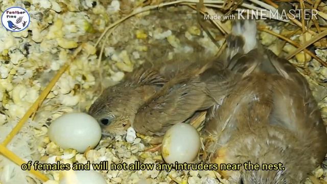 Zebra finch offspring смотреть онлайн