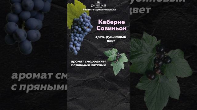 Путеводитель по Коллекциям СОМЕЛЬЕ. Базовые красные сорта винограда