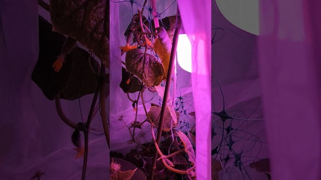 Огурцы на балконе