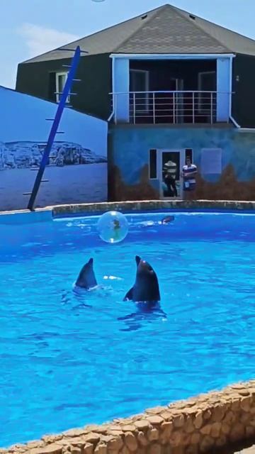 Дельфины волейболисты играют мячом смотреть онлайн