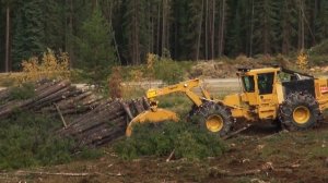 Скиддер Tigercat 630E транспортирует хлысты длинной 25 метров