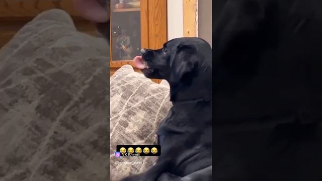 смешные видео с пердежом)))))🤣🤣🤣🤣🤣🤣🤣🤣🤣🤣🤣🤣