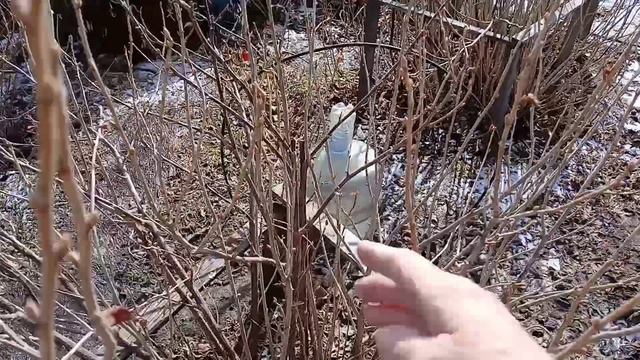 2001.     23-03-2025.Обрабока растений  и теплиц.